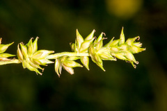 Carex divulsa
