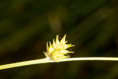 Carex divulsa