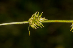 Carex divulsa