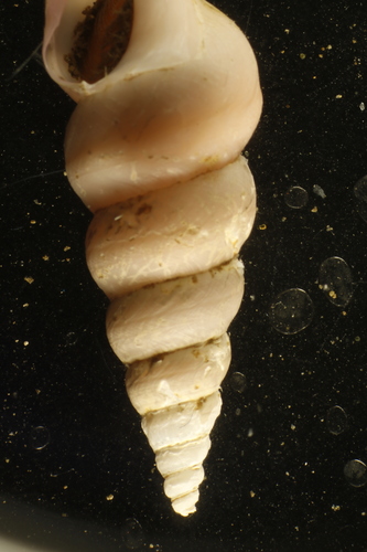 Antiplanes thalaea