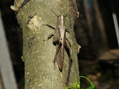 Schistocerca impleta