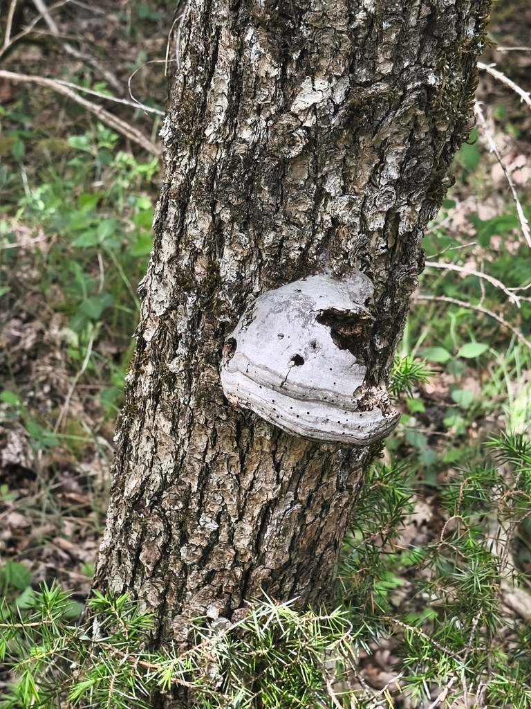 Fomes fomentarius · May 2026 · photo: © mycototor (iNaturalist, cc-by)