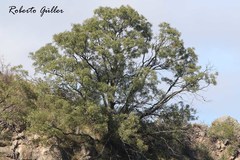 Schinopsis lorentzii