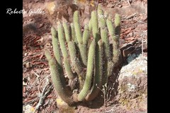 Cleistocactus