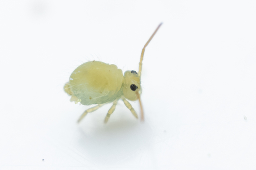 Lucerneflea, Gratkorn, Austria, photo 8 of 10