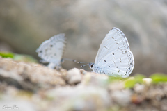 Celastrina lavendularis himilcon
