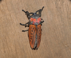 Edebessa nigropuncta