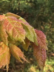 Acer