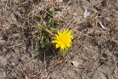 Taraxacum macilentum