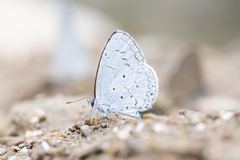Celastrina lavendularis himilcon
