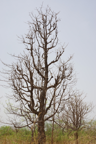 red kapok tree