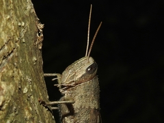 Schistocerca impleta