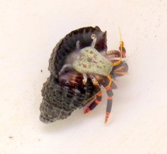 Calcinus pictus