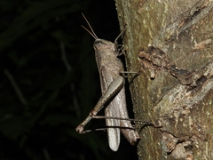 Schistocerca impleta