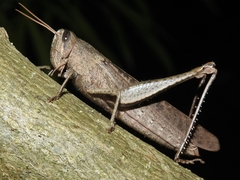 Schistocerca impleta