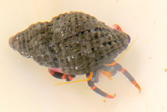 Calcinus pictus