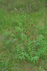 Sanguisorba tenuifolia