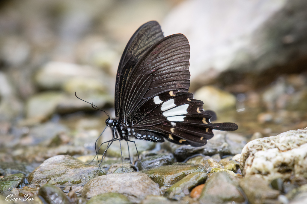 Black-and-white Helen Swallowtail