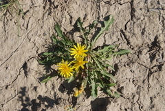 Taraxacum macilentum