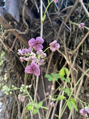 Akebia