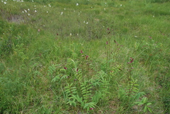 Sanguisorba tenuifolia