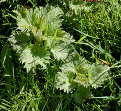 Urtica dioica