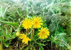 Taraxacum macilentum