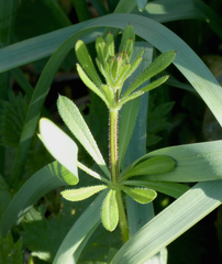 Galium aparine
