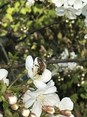Apis mellifera