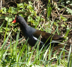 Gallinula chloropus