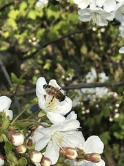 Apis mellifera