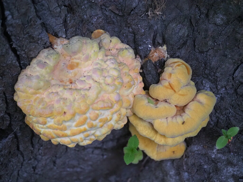 Laetiporus sulphureus · May 2026 · photo: © v_nebenfuehr (iNaturalist, cc-by)