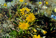 Taraxacum macilentum