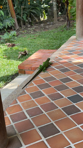 Green Iguana