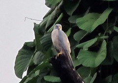 Accipiter rufitorques