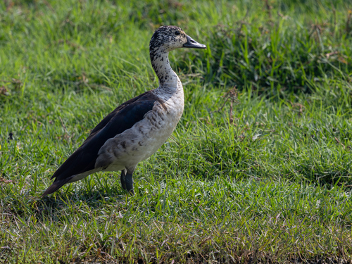 iNaturalist image