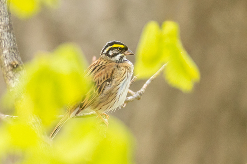 Yellow-browed Bunting (Emberiza chrysophrys), photo 7