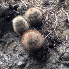 Spiny Pincushion Cactus (Mammillaria spinosissima)