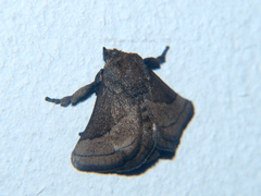 Neomocena convergens