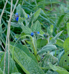 Pentaglottis sempervirens