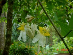 Passiflora emarginata, photograph (c) John Ocampo, some rights reserved (CC BY)
