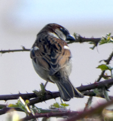 Passer domesticus