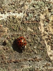 Harmonia axyridis