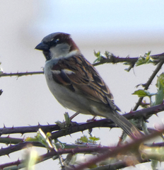 Passer domesticus