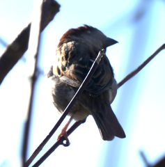 Passer domesticus