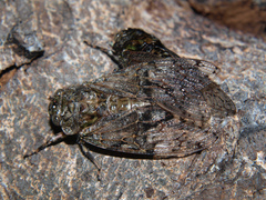 Orapa lateritia