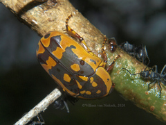 Pachnoda trimaculata