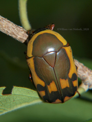 Pachnodella impressa