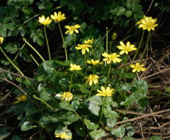 Ficaria verna