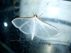 Palpita vitrealis
